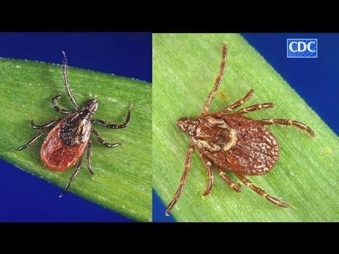 What to know about Lyme disease