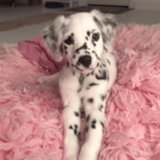 Discover Dalmatian Puppies: Your Ultimate Guide