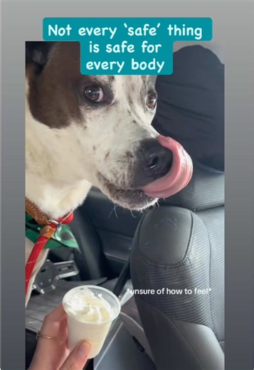 Throwback to Quest’s first pup cup. A reminder that timing and body state matter, even for treats 🐾 Image description in the comments for our low vision medical zebras 🦓 Tags | #operationzebra #adogcalledquest #pupcup #safefoods #throwback