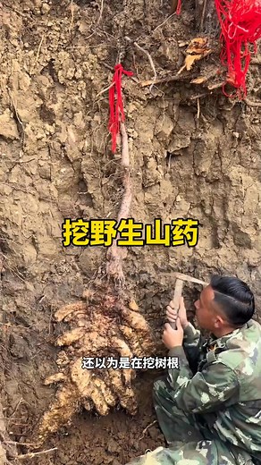 挖出巨型野生山药 #科普 | 知识星球