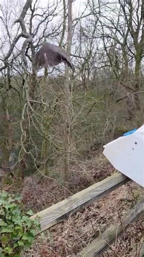 Sparrowhawk Release🦅