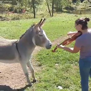 1.5M views · 44K reactions | Donkey Loves Sound of Violin | Piano Sheet Music | Facebook