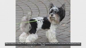 How to Brush and Deshed Your Biewer Terrier: Essential Tips!