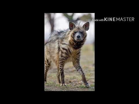 Striped hyena sounds + sound volume experiment