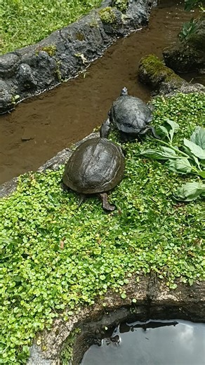 Funny Turtle Race 🐢🏁 Who Will Win the Turtle Race?