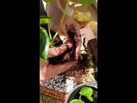 Cuidados Peperomia Cucharita (Jayde)