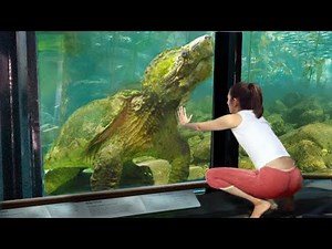 10 Turtles You Won't Believe Are Real!