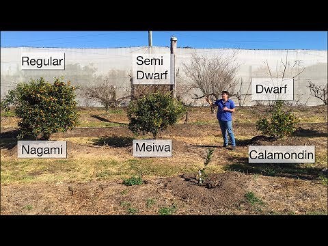 How to grow Kumquat Trees & Which is best?