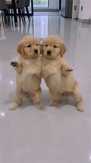 Cute puppy dance you ever seen! ❤️🥰🥰😍❤️ #goldenretriever