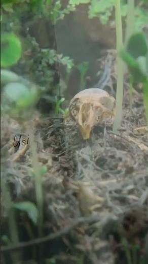 Understanding Alkaline Hydrolysis