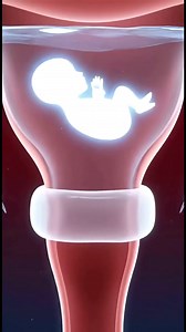 782K views · 3.6K reactions | Why sperm can’t Enter : cervical Mucus plug Explained in 3D #ConceptionTips #healthcare #healthylifestyle #fblifestyle | BodyLogic 3D | Facebook