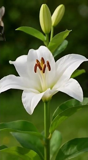 Lily — The Sacred Flower of Gods & Royalty For 3000 Years | Floral Planet 🌸 #Shorts