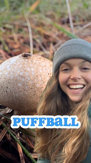 11K views · 326 reactions | Puffballs 朗!! These ball-shaped fungi...