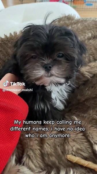 Unique Puppy Names for Your Maltese Companion