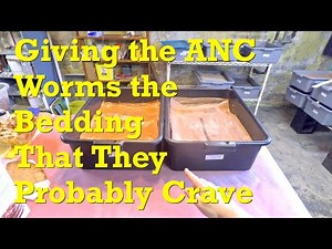 87-day African nightcrawler worm bins get a hearty & needed portion of bedding - vermicompost