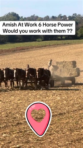42K views · 1.2K reactions | Amish At Work With 6 Horsepower #sightseeing #roadtrip #amish #horses #farm | Amish Life Stories | Facebook