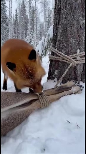 Fox's Brave Act in the Snow A fox frees a deer from a trap in a snowy forest. #fblifestyle #AI Generated using Kling AI . . . (For entertainment purposes only. Consult professionals if guidance on activities is presented. No brand affiliation is implied if any are shown. If inspired by true events, creative adaptations may be included. Content may include public footage.) | Fabiosa Better World