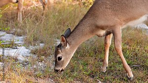 Key Deer are an endangered species that lives in the Florida Keys. In 1950 they were only 20-30 Key Deer left, but their current population is 700-800. They are the smallest deer in North American.