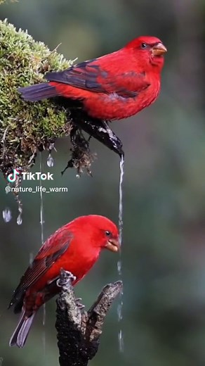 Amazing nature #birds #beauty #view #fyp #nature