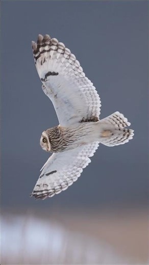 The Beauty of Bird Photography with Sony α7 V