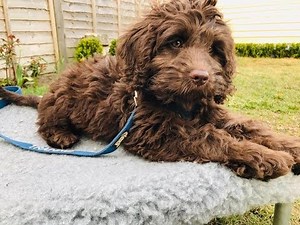 Rolo - 10 Week Old Australian Labradoodle - 6 Weeks Training & Socialisation