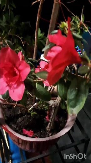 azalea plant # indoor and outdoor plant