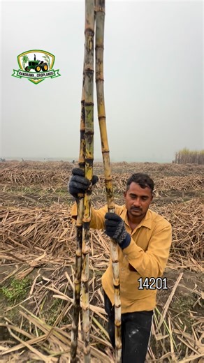 Randhawa_Croplands on Instagram: "Sugarcane 14201 result🔥 @randhawa_croplands #up26wale #farming #khetibadi🌱🌾 #trendingreels #pind #trending #sugarcane #viralvideos #indianfarmer #viralreels #sardari"