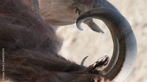 A family of alpine goats sits on a rock ledge in the Alps. Close up. Vertical video