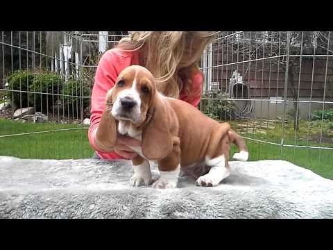 Gracies 7 wk european basset hound puppies