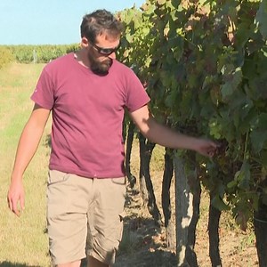Connaissez-vous le mildiou, cette maladie qui sévit en masse dans le vignoble bordelais, plongeant le premier vignoble AOC français dans la crise, au plus grand malheur des viticulteurs ? 🦠🍇 | Neo