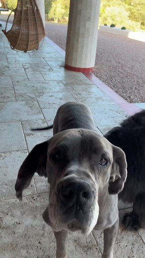 Gino D’Acampo on TikTok