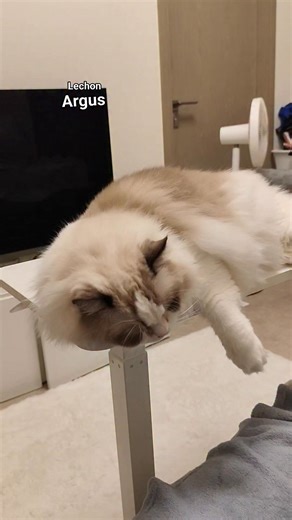 Lechon Argus magpaugay mn miatubnag naku #cat #ragdollcat | Mhe Fer