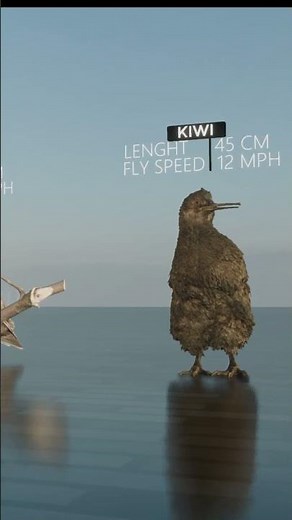 Birds Size Comparison 3D 2024 | 3D Real Scale | 3D Comparison | 3D Animation