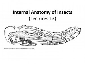 Internal Anatomy of Insects (Lectures 13) - SlideServe