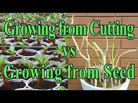Desert Rose - Growing from Cuttings vs Growing From Seeds