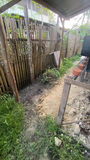 May interval sa breeding dahil maliit lang yung espasyo! Backyard Level! #backyardbreedermoves #followerseveryone #lemzbackyard #viralreels #fbreelsvideo #reelsviralfb #reelstrending #viralreelschallenge #reelsfacebook #reelschallenge | Lemz Backyard