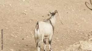 A rear view of a horned goat standing on dry, rocky terrain in a natural enclosure while defecating. Its large, curved horns are prominent, and the background highlights the arid landscape.