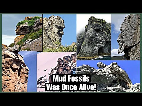 Mud Fossils (Creatures That Was Alive)