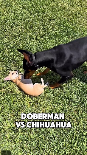 91 reactions | Doberman vs Chihuahua #dogs #doberman #chihuahua | Dobienyx | Facebook