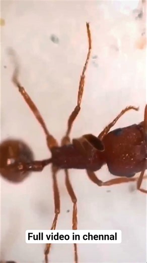 Maine 30 Dinon Tak Ant Colony Simulate Kiya!