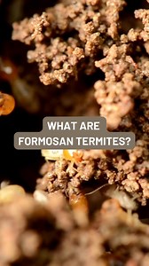 13 reactions | Formosan termites are on the rise in South Carolina. By all relevant metrics, these invasive, wood-hungry insects are more dangerous than any other termite you’d expect to find locally. Currently, they represent the most significant pest threat in the area. Learn how we fight to protect you from these termites: https://bit.ly/3Oiz8L5 | Terminix Service, Inc. | Facebook
