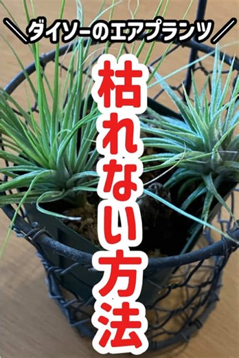 ダイソーのエアプランツ、結構すぐカラッカラになって枯れちゃうって人。 水苔に置いて発根させると、株が安定して、乾燥しにくくもなる。 発根しやすいのは初夏。 やってみてね✨✨ #観葉植物 #エアプランツ #ダイソー #daiso
