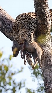 19K reactions · 107 shares | The leopard is the master of stealth hunting moving like a shadow, striking with perfect precision. In the wild, every hunt is a reminder of just how skilled and powerful these solitary cats truly are. . . . . . . . . . . . . . . . . . . . . . . . . . . . . . . . . . . . . . . . . #tanzaniainsideandsafari #wildlifephotography #naturelovers | Tanzania Inside and Safari | Facebook