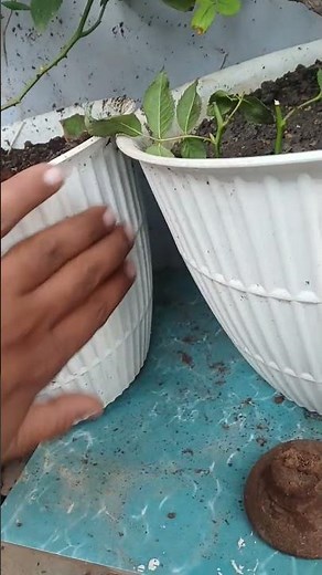 🌼How to Clean Flower Pots | Gardening Made Simple 🌼