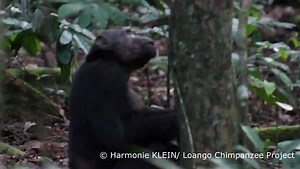The first known observations of chimpanzees preying on hinge-back tortoises are described in a study in Scientific Reports. Tortoise predation was observed frequently in most or all of the studied adult chimpanzee males. Read the paper: https://go.nature.com/30DfDSt | Nature Portfolio