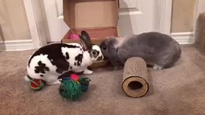 When you can't decide what toy to explore first = the Happy Bunny Club dance 🐰🐰📦🎉 Duchess and Baron with their February Happy Bunny Club box! _______________________________________ 📦 April box now available from http://www.happybunnyclub.com | Happy Bunny Club