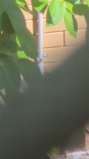 Australia Mega Toad #viral#fyp#foryou#queensland