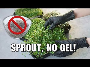 How to Sprout Chia Seeds Without the Gel: Easy Fixes!