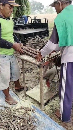 The process of cutting cassava stems quickly
