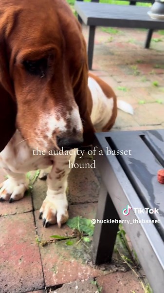 He knows this trick so well so I know it’s just him being a #basshole 🙄 #bassethound #hounds #hounddog #dogtricks